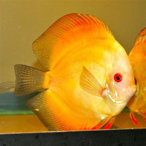 Yellow Gold Diamond Discus Fish Discus Freshwater Fish