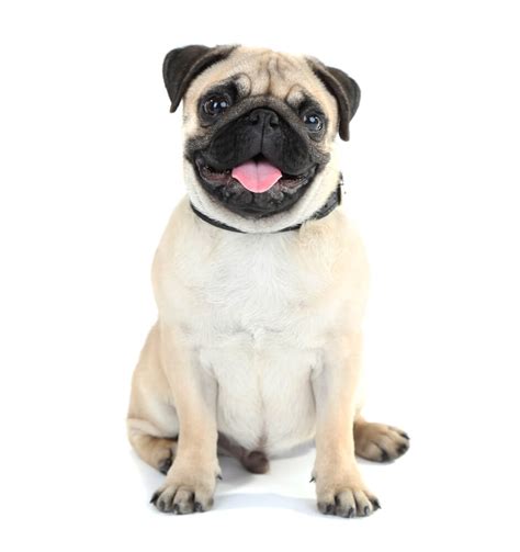 Pug Dog Breed Characteristics History Appearance