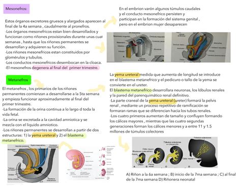 Solution Embriologia Desarrollo Del Sistema Urogenital Studypool