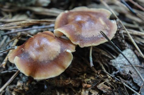 Random Mushrooms Found In Ga Forest Id Help 3 Mushroom Hunting