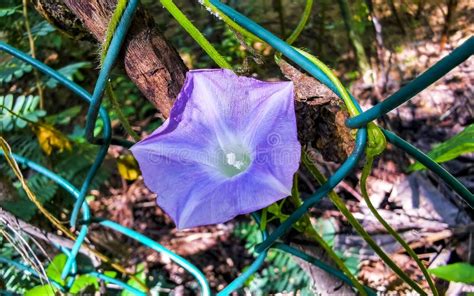 Beautiful Morning Glory Plant Flower At Dawn In Forest Mexico Stock Image Image Of Detail