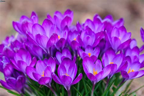 Select from premium flowers bouquet of the highest quality. Beautiful bouquet of flowers saffron wallpapers and images ...
