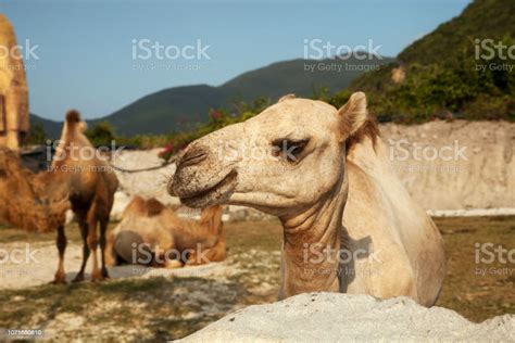 Dromedary Camel Head Closeup Portrait Stock Photo Download Image Now