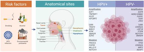 Cancers Free Full Text Circulating Tumor Dna In Head And Neck