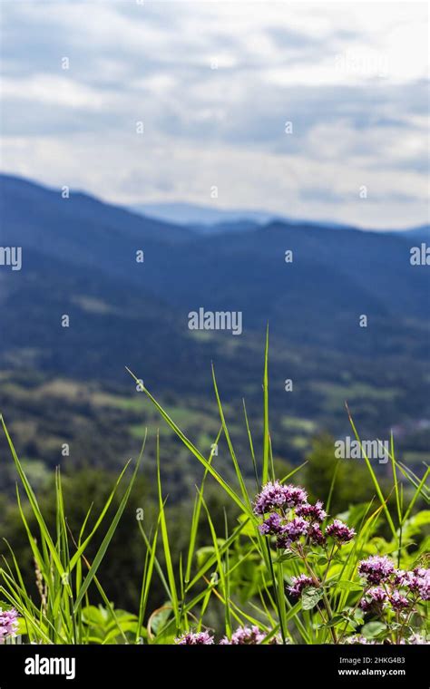 Wild And Small Pink Mountain Flowers In Carpathians Ukraine Stock
