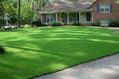 Bermuda Grass Lawn Care Bermuda Is A Low To The Ground Growing Extra