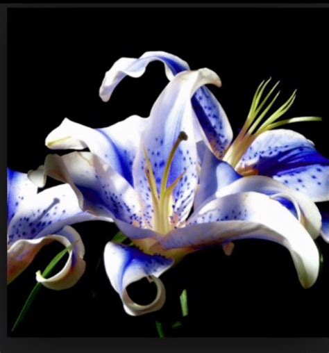 Blue Stargazer Lily Heliconias Flores