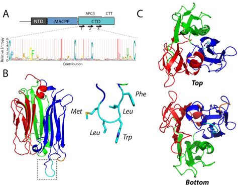 Structural Basis Of Toxoplasma Gondii Perforin Like Protein 1 Membrane