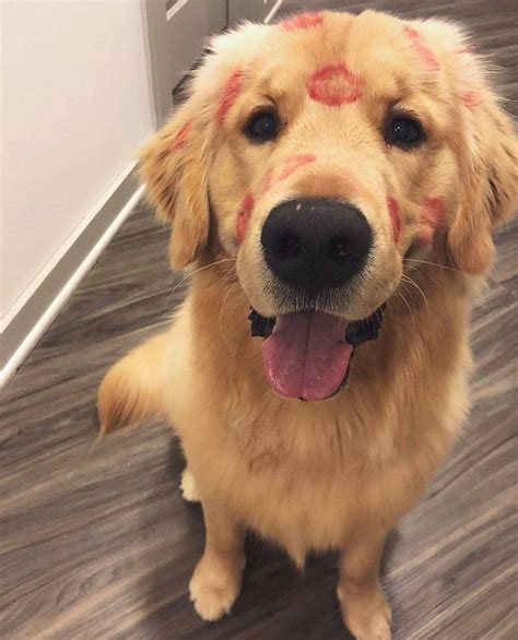14 Hilarious Golden Retrievers That Will Brighten Your Day Page 2 Of