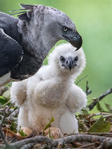 10 Fun Facts About The Harpy Eagle Audubon Ng