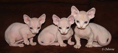 Strange Breeds Of Hairless Cats Featured Creature Hairless Cat