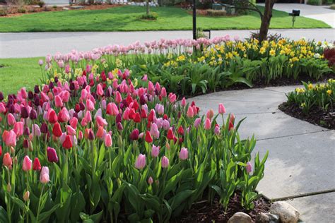 The Tulip House Bulb Garden Inspiration Longfield Gardens