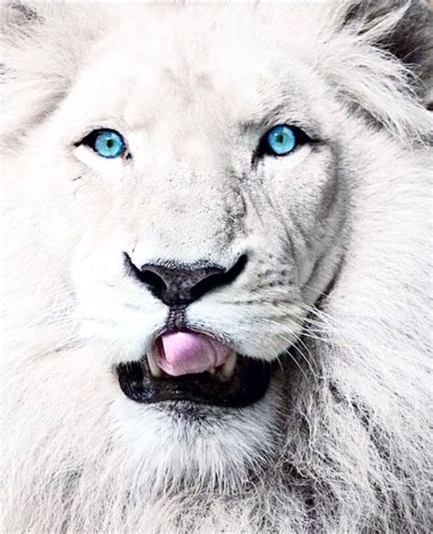 White Lion Beautiful Cats Animals Beautiful Gorgeous Eyes Lovely