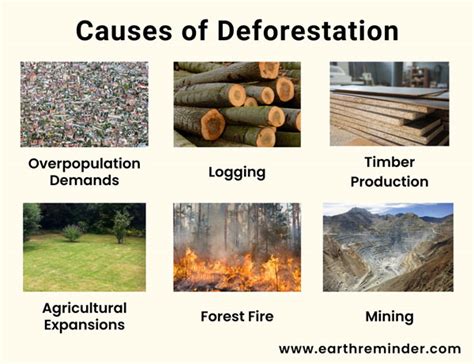 Deforestation Causes Effects And Preventive Measures