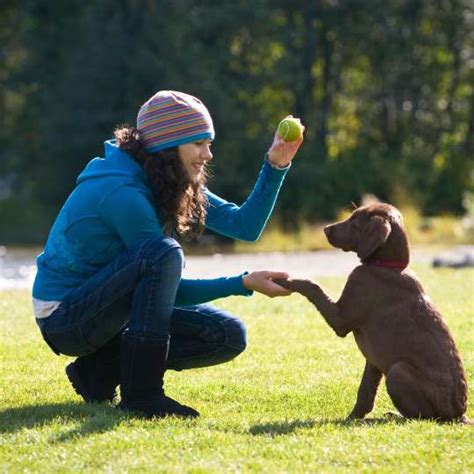 Training Your Senior Dog Pet Tricks Edition Dgp For Pets