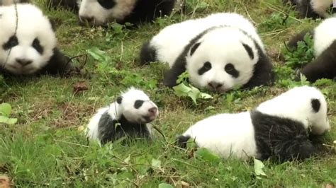 36 Panda Cubs Make Adorable Debut Cnn Video