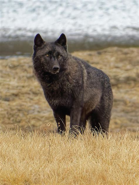 Black Wolf In Hayden Valley Yellowstone Photograph By William