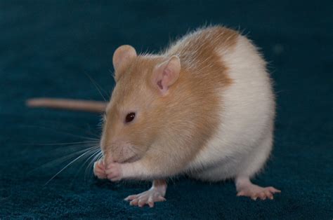Top 10 Reasons To Have Rats As Pets Pethelpful