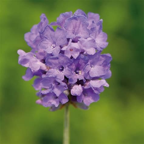 Lavendel ist die ideale, lang blühende pflanze für den sonnigen garten. Englischer Lavendel Miss Muffet online kaufen bei Gärtner ...