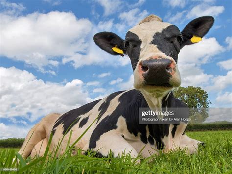 Cow Lying Down High Res Stock Photo Getty Images
