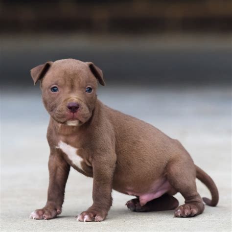 #blue nose pit #raceback pit #pit bull family #i cant feel my one leg #shes crushing me #theyre so.my jonathan is buying us a puppy right now were on the way to get him right now i hope miko. taz-tn-male-c-rednose-puppy - Blue Nose Pitbull Puppies for sale | Blue Pitbull |Red Pitbulls
