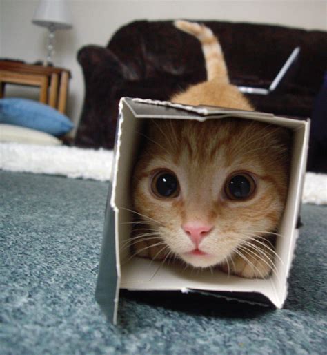 Cat In A Box Pics