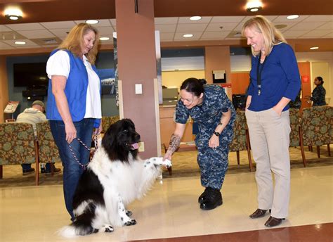 Therapy Dogs And Their Handlers Bring Smiles To Patients Joint Base