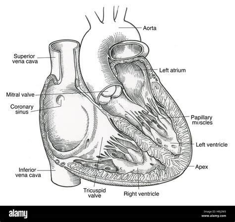 Arteria Coronaria Izquierda Estructura Imágenes Recortadas De Stock Alamy