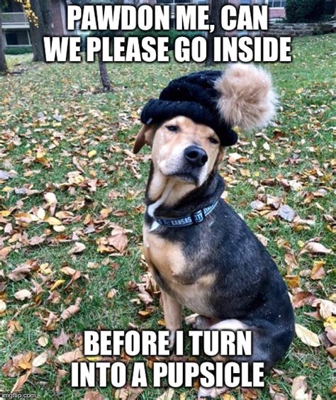 11 Dog Memes Fb Factory Memes Vrogue