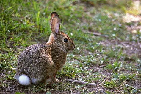 New England Cottontail Rabbits Among Critters Protected In New Wildlife