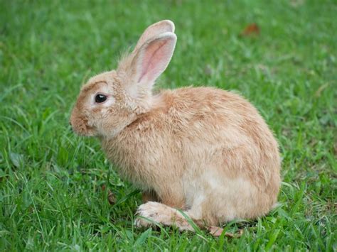 Premium Photo Adorable Cute Brown Rabbit On Green Grass
