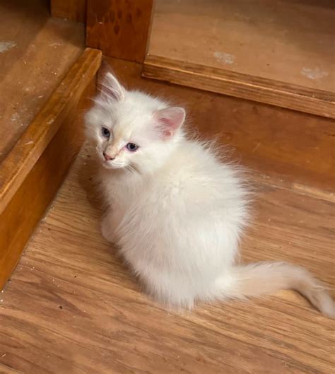 Gorgeous Ragdoll Kittens For Sale 4 Males Cats And Kittens For