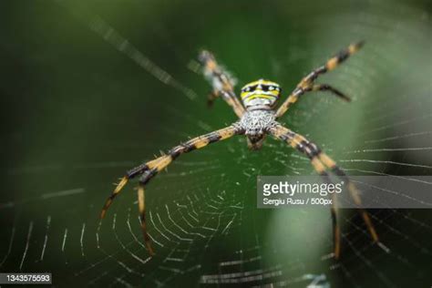 Angry Spiders Photos Et Images De Collection Getty Images