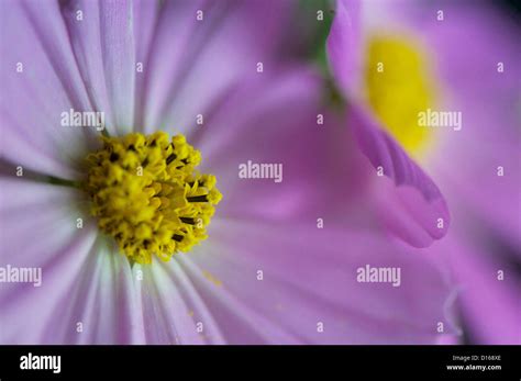 Purple Cosmos Bipinnatus Shot With A Close Up Lens Stock Photo Alamy