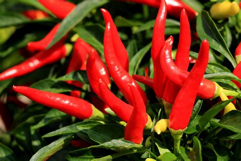 How To Grow Cayenne Peppers From Seed Garden Guides