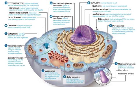 The Different Eukaryotic Cell Organellestheir Structure