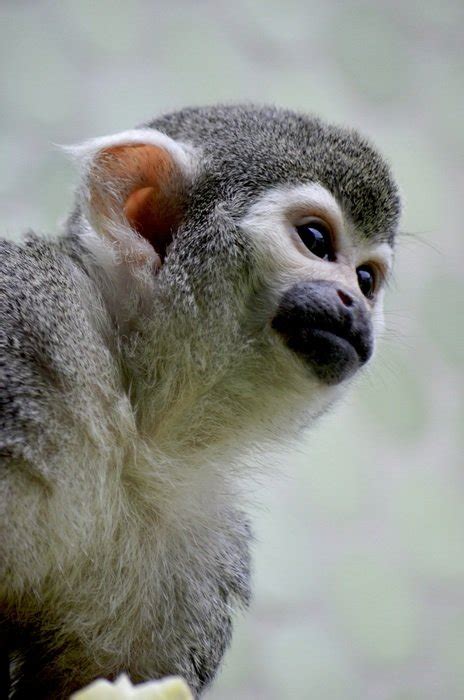 Capuchin Monkey Close Up Free Image Download