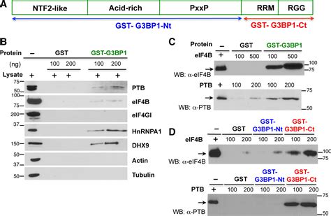 G3bp1 Interacts Directly With The Fmdv Ires And Negatively Regulates