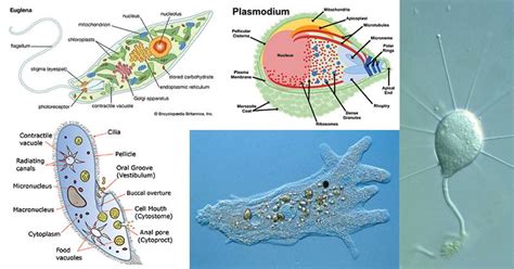 Protozoa Definition Characteristics Classification Examples