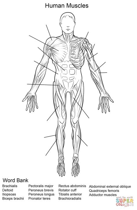 Here we explain the major muscles of the human body. Human Muscles Front View Worksheet coloring page | Free Printable Coloring Pages