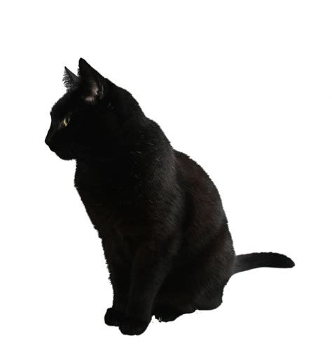 Cat Png Transparent Image Download Size 871x916px