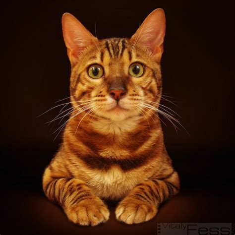 Portrait Of A Cute Striped Cat Animals Photos