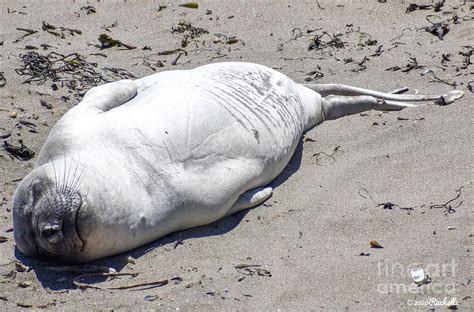 Cute Baby Seal Sunbathing On Sandy Beach Photograph By Rachelle