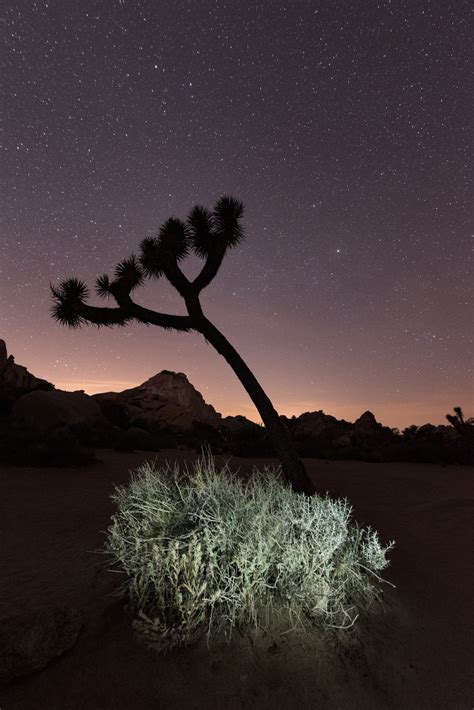Joshua Tree National Park Night Photography Workshop 2020 — National