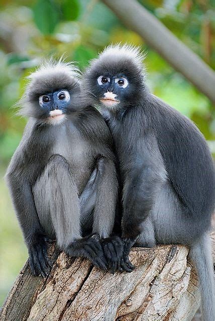 Favorite images of dusky leaf monkeys (42 items) list by kathy. Dusky Leaf Monkeys. These are very docile and calm in ...