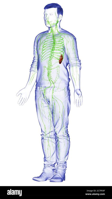 3d Rendered Medically Accurate Illustration Of A Male Lymphatic System