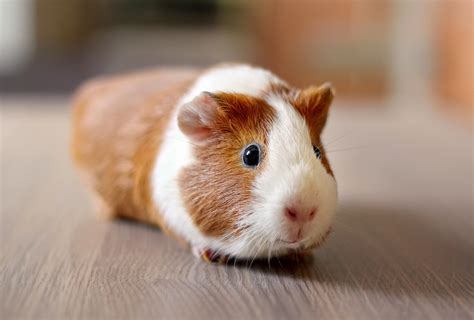 Guinea Pig Appreciation Day 16th July Days Of The Year