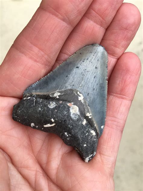 hunting for sharks teeth in venice fl must do visitor guides