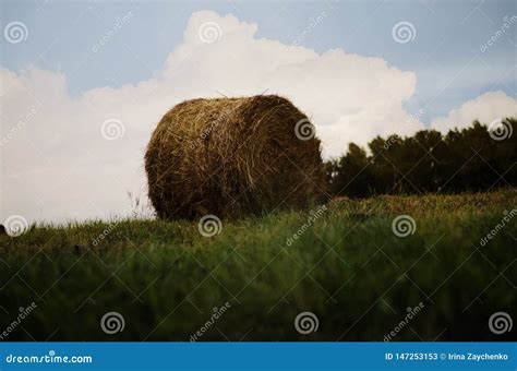 Hay Bales In A Meadow Straw And Bales On The Field Countryside