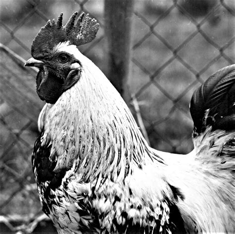 Hahn Cock Cock Blackandwhite With Rolleikord Analog Ralph Siegismund Flickr